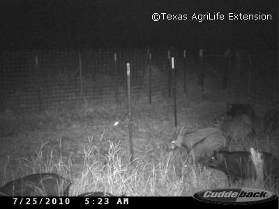 Eight hogs venturing to the back of the trap 