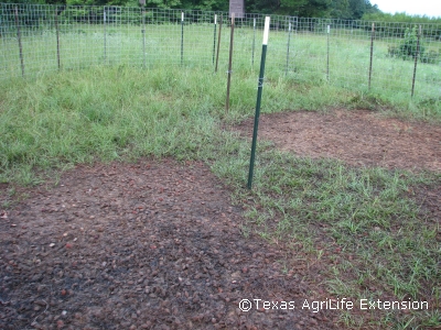 Hogs cleaned up all peaches inside the trap