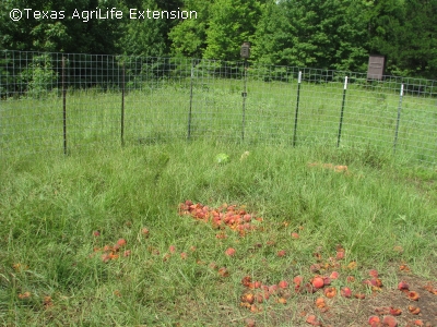 The camera was relocated to the back of the trap, peaches in the foreground as bait
