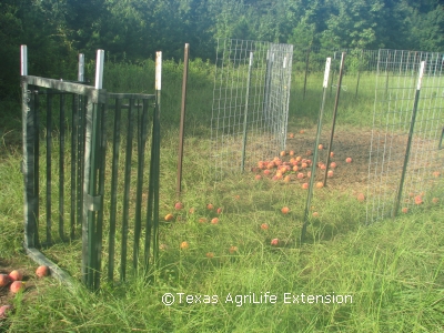 Gate for corral trap with peaches as bait