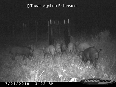 Trap shy-Hogs were wary of the new trap