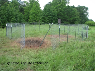 Corral trap with wide opening to acclimate hogs