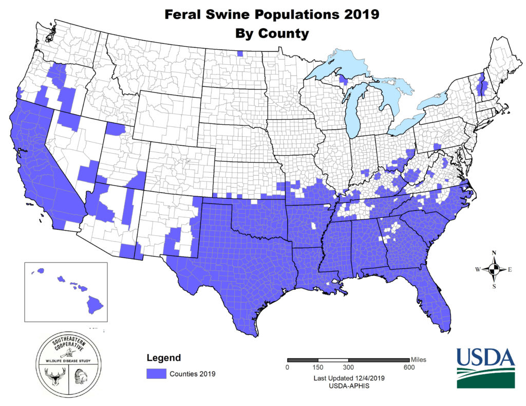 Map of the United states displaying feral hog distribution by county in 2019.