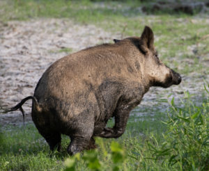 Feral hog running through water covered in mud