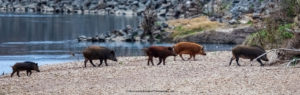 Group of 5 feral hogs with different shapes and colors near a body of water