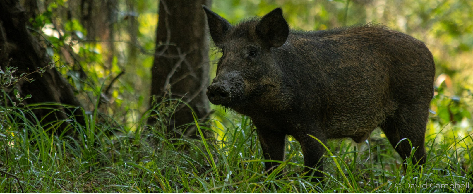 A male feral hog stand in a woodland environment with mud on his snout