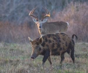 A feral hog sow walks by a white-tailed deer buck