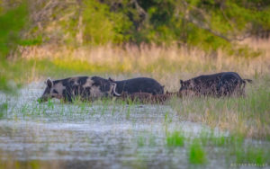 A group of feral hogs walk through a body of water in San Patricio County, TX. Photo Courtesy of Cissy Beasly.