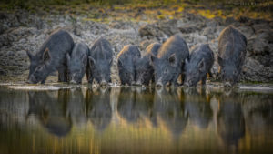 Nine young feral hogs drinking from a body of water in South Texas. Photo courtesy of Cissy Beasly.