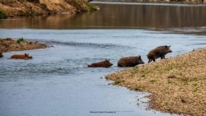Fearal hogs exiting a body of water