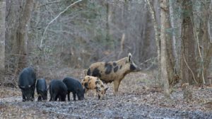 Feral hog sow in a woodland environment with five piglets and a juvenile pig