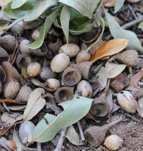 Acorns on the ground in Central Texas