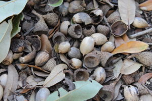 Acorns on the ground in Central Texas2