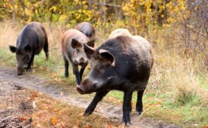 Five wild boars feeding along a dirt road in Russia
