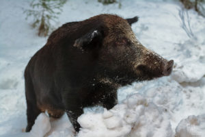 Eurasian wild boar in a snow bank