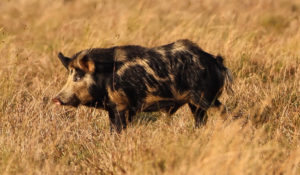 Feral Hog in a grassland