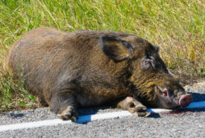 Feral hog dead on roadside after a vehicle collision