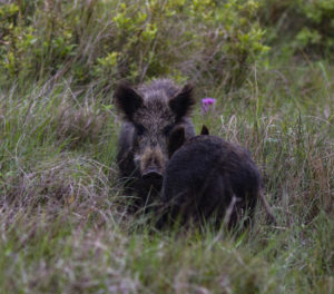 Pair of feral hogs in a Texas grassland