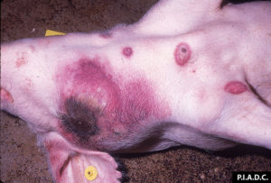 Deceased domestic pig with blotchy red skin caused by African Swine Fever