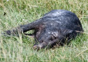 Dead feral hog in grass