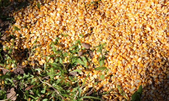 Pile of yellow corn