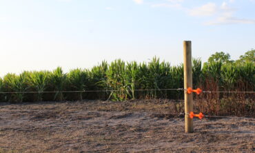 Eclectic fence with two lines in front of row crops