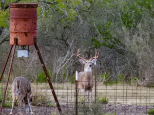 White tailed deer inside of feeder pen used to exclude feral hogs.