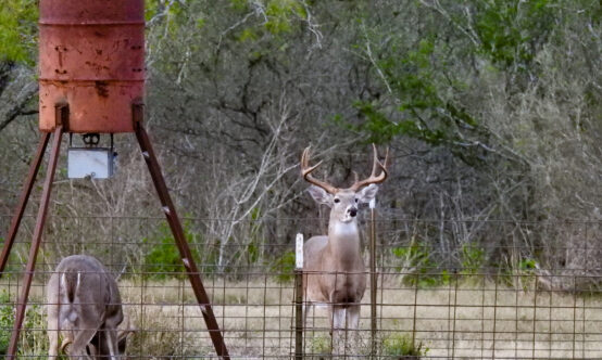 White tailed deer inside of feeder pen used to exclude feral hogs.