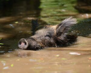 Feral hog completely submerged swimming in a body of water