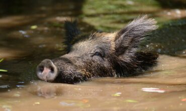 Feral hog completely submerged swimming in a body of water