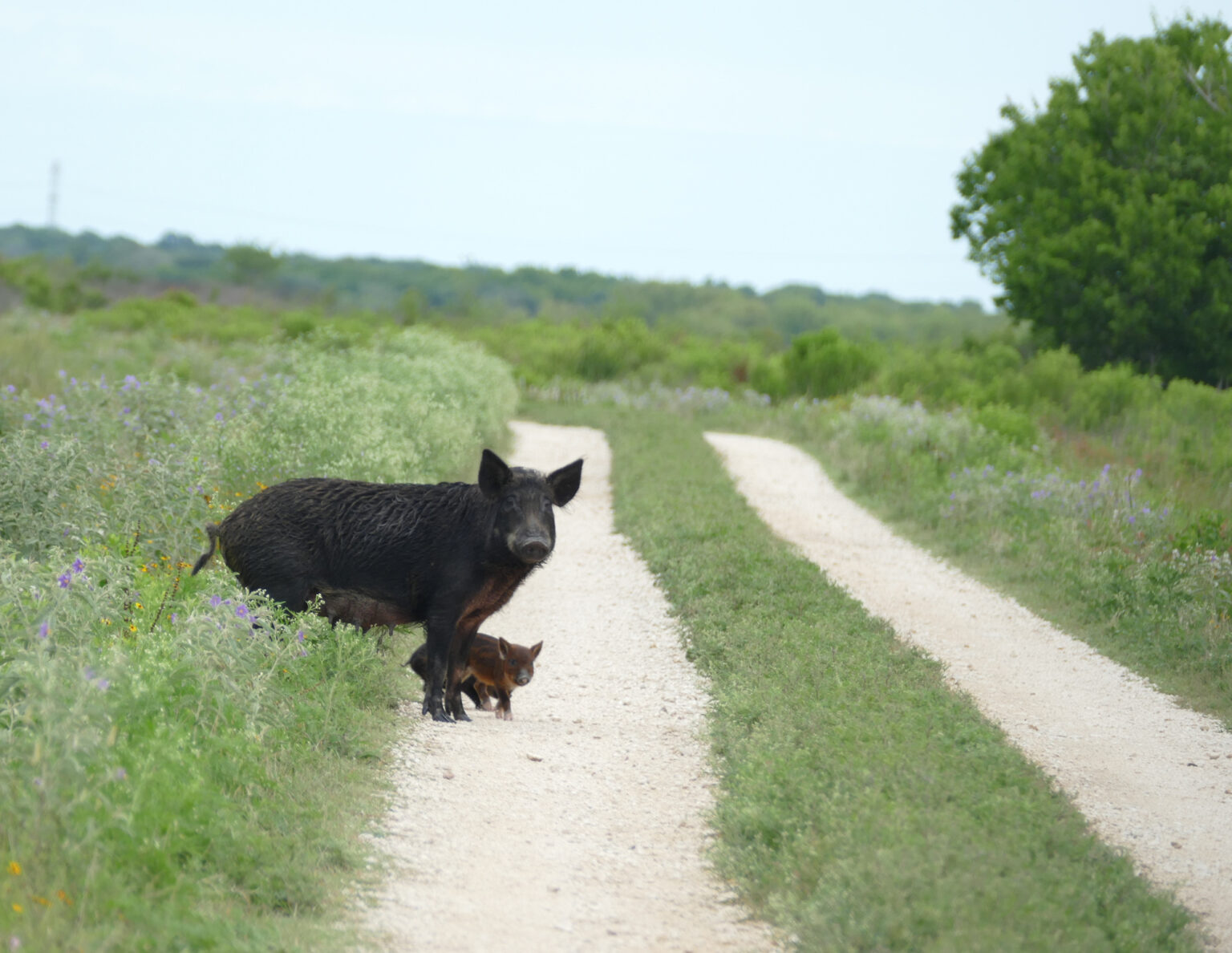 Feral Hog Identification - Coping with Feral Hogs