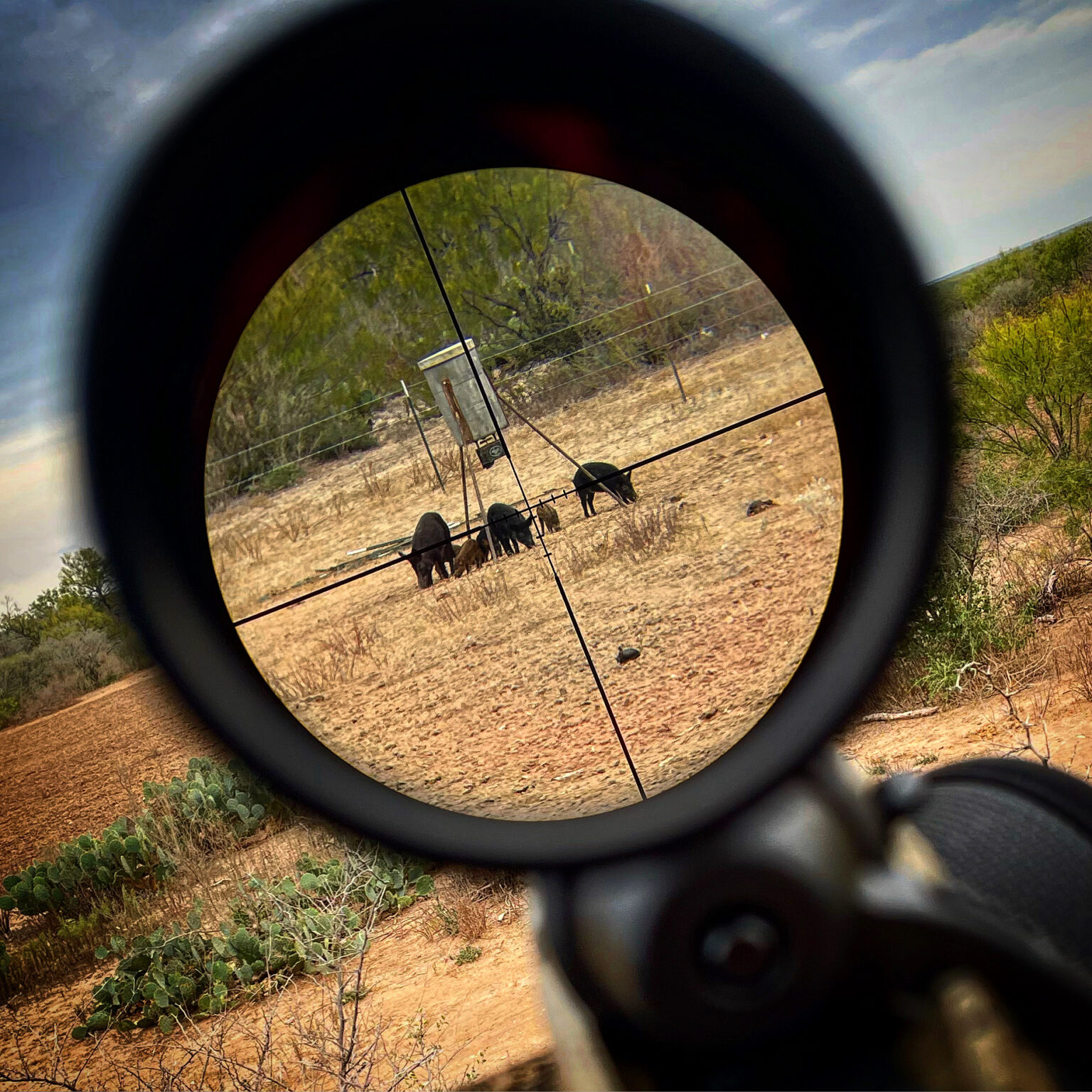 Selective Shooting - Coping with Feral Hogs